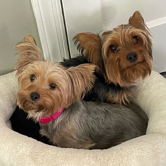 I’ll do anything for my fur baby.. Welcome CoCo - Picture 3 of 7